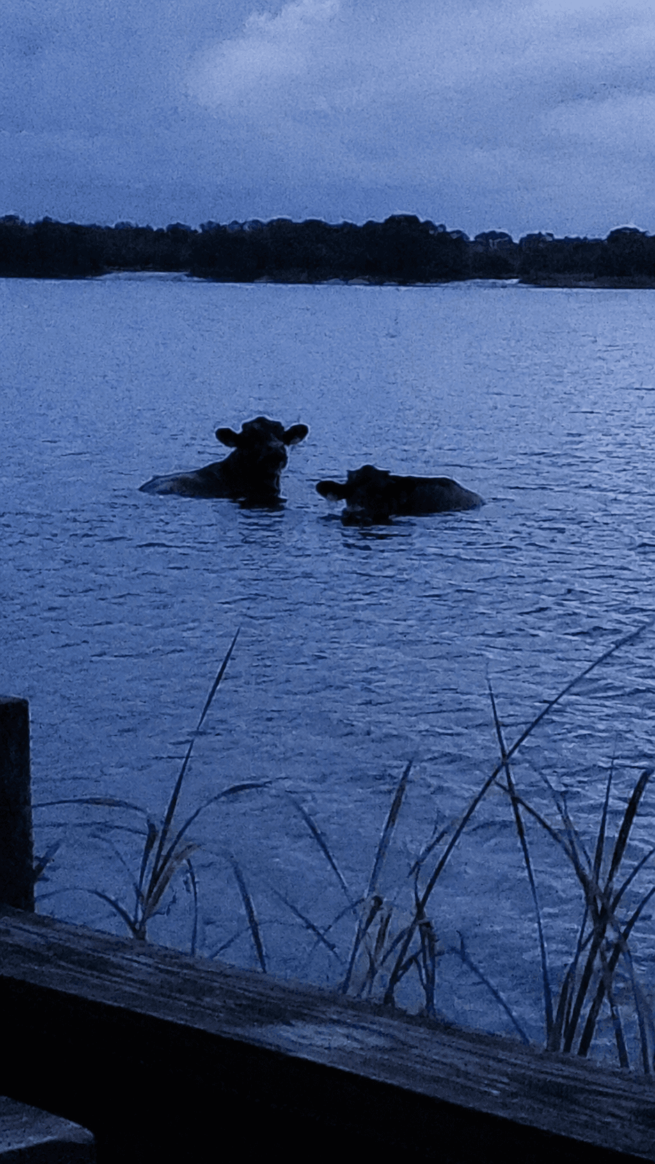 Two dark sea-cow subjects partially submerged in blue-hour lake water beyond a dock railing.