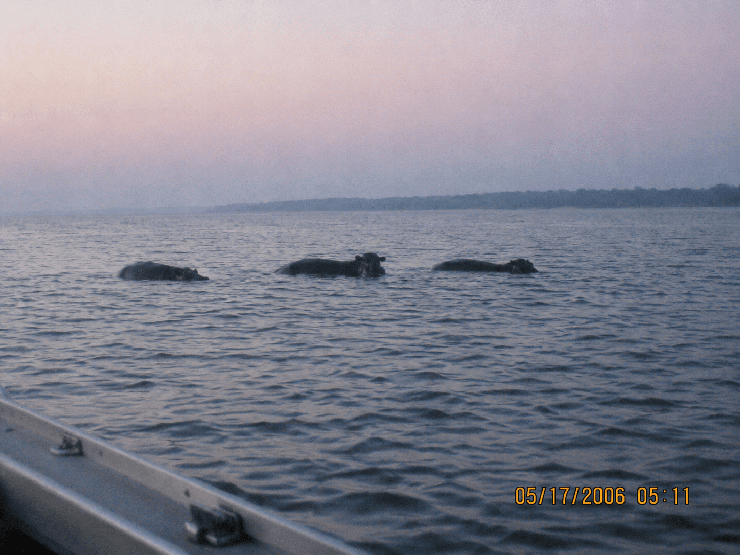 Three partially submerged subjects photographed from a boat with a 2006 camera timestamp.