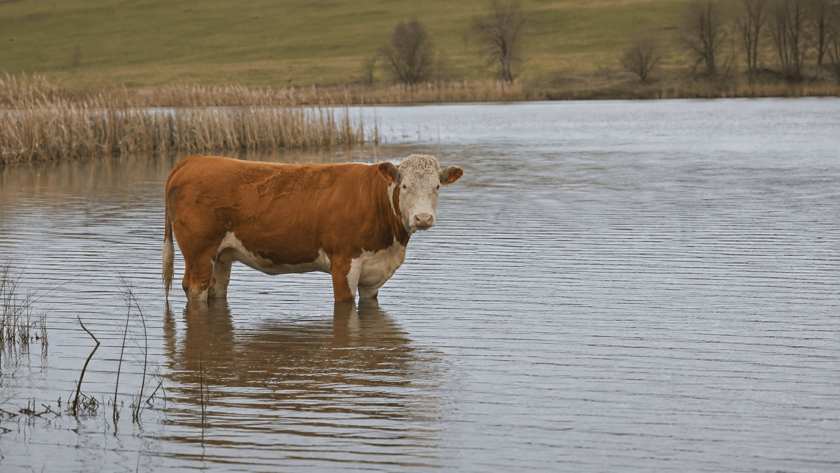Documentary style image of cow-shaped subjects holding low in lake water near Lorida, Florida.