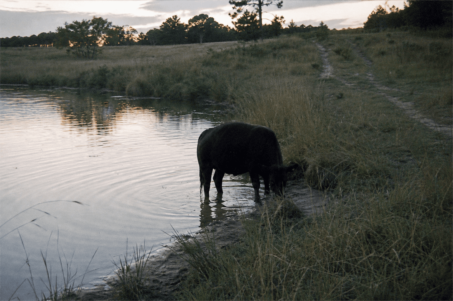 Black cow partially submerged at a quiet pond edge with a dry track leading back to pasture.